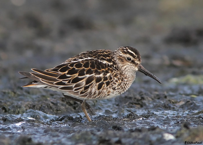 Plütt (Limicola falcinellus)
Läänemaa, mai 2010

UP
Keywords: broad-billed sandpiper