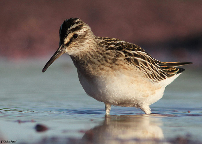 Plütt (Limicola falcinellus)
Läänemaa, august 2012

UP
Keywords: broad-billed sandpiper