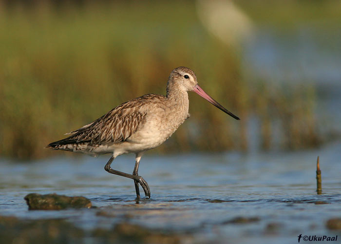 Vöötsaba-vigle (Limosa lapponica)
Cairns, Detsember 2007
Keywords: bar-tailed godwit