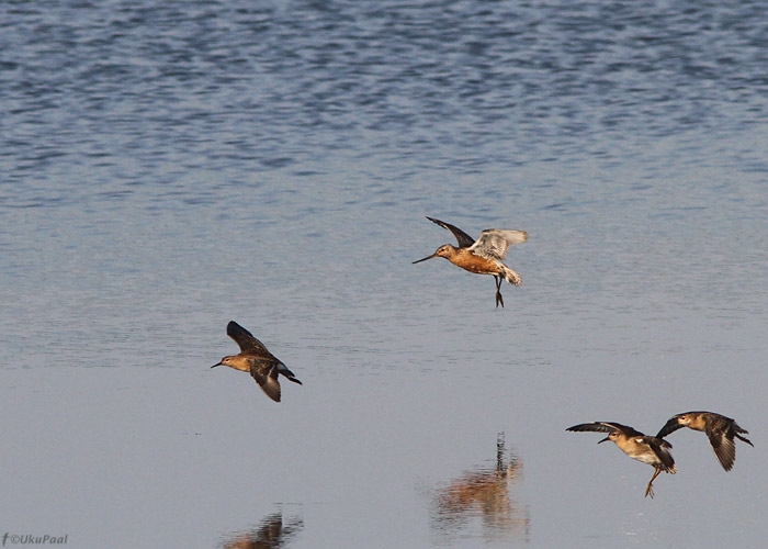 Vöötsaba-vigle (Limosa lapponica)
Ilmatsalu, Tartumaa, 13.8.2010. Tartumaa 5. ja Ilmatsalu 2. vaatlus.

UP
Keywords: bar-tailed godwit