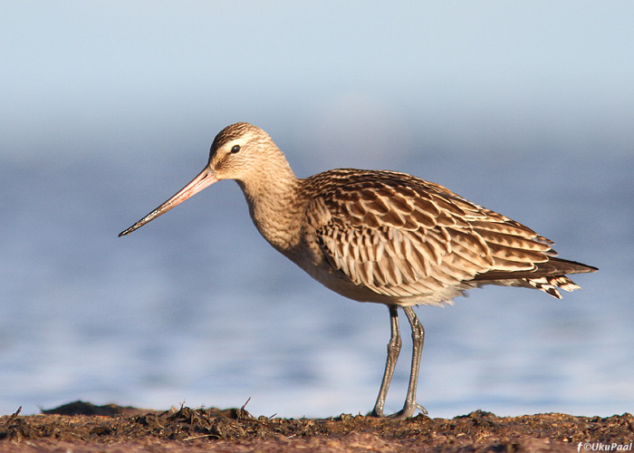 Vöötsaba-vigle (Limosa lapponica) 1a
Kihnu, september 2013

UP
Keywords: bartailed godwit