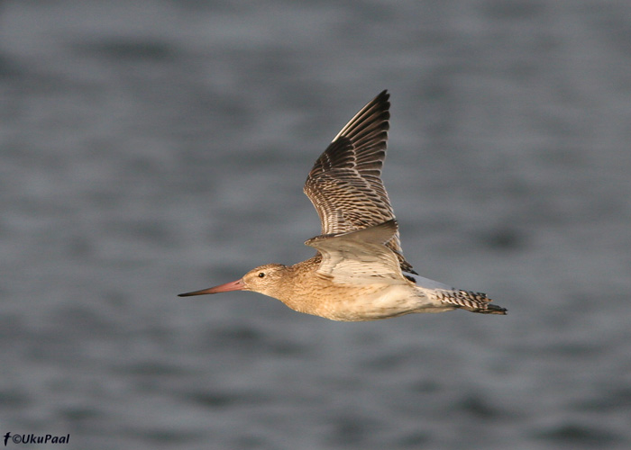 Vöötsaba-vigle (Limosa lapponica)
Põõsaspea, 9.9.2007
Keywords: bar-tailed godwit