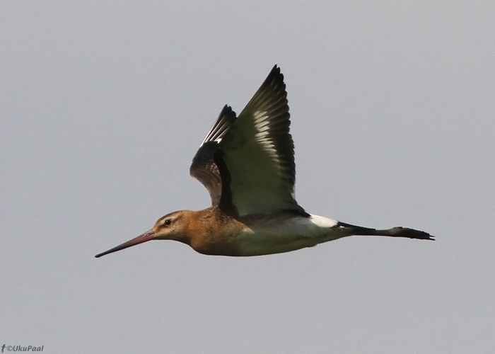 Mustsaba-vigle (Limosa limosa)
Tooste, Põlvamaa, juuli 2010

UP
Keywords: black-tailed godwit