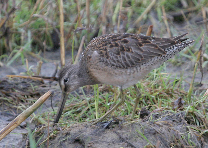 Tundra-neppvigle (Limnodromus scolopaceus)
Võiste, Pärnumaa, 19.9.2012. Eesti 2. vaatlus. 2nd record for Estonia.

Margus Ots
Keywords: long-billed dowitcher