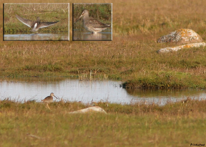 Tundra-neppvigle (Limnodromus scolopaceus)
Põgari, Läänemaa, 2.10.2009. Eesti esimene. First for Estonia.

UP
Keywords: long-billed dowitcher