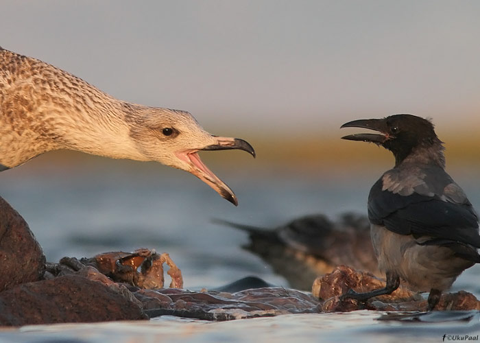 Merikajakas (Larus marinus) ja hallvares (Corvus corone cornix)
Saaremaa, september 2011

UP
Keywords: great black backed gull crow