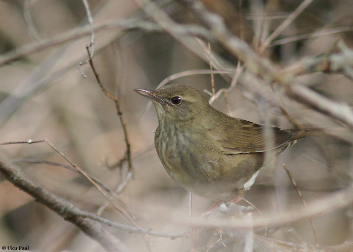 Jõgi-ritsiklind (Locustella fluviatilis)
Tartumaa, mai 2014

UP
Keywords: river warbler