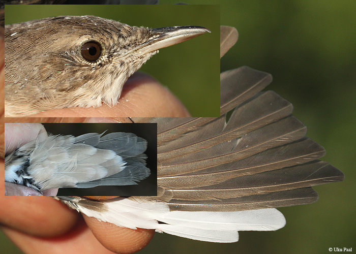 Jõgi-ritsiklind (Locustella fluviatilis) 1a+
Aardlapalu, Tartumaa, 9.9.2015. Hiline isend, kel välimised lhs veel kasvamas. Värvushälve vasakus tiivas.

UP
