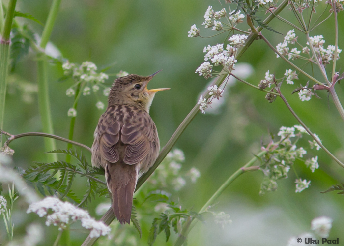 Võsa-ritsiklind (Locustella naevia)
Tartumaa, juuni 2015

UP
Keywords: grasshopper warbler