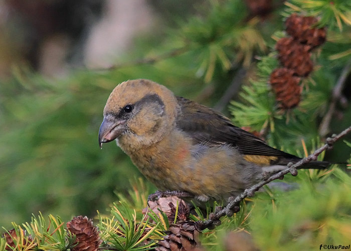 Kuuse-käbilind (Loxia curvirostra) isane
Tartumaa, oktoober 2013

UP
Keywords: common crossbill