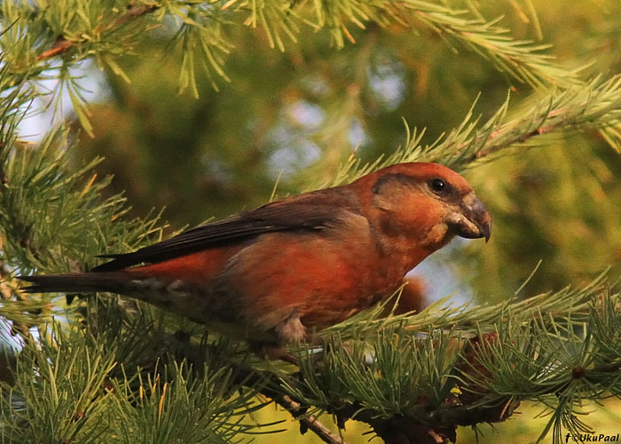 Männi-käbilind (Loxia pytyopsittacus) isane
Tartumaa, oktoober 2013

UP
Keywords: parrot crossbill