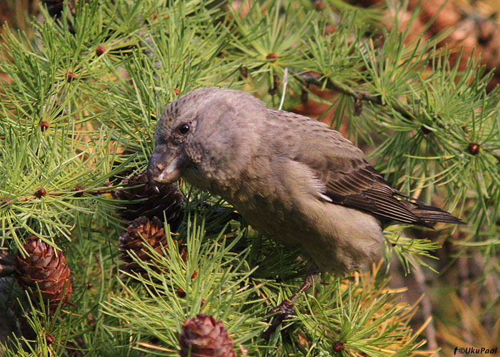 Männi-käbilind (Loxia pytyopsittacus) emane
Tartumaa, oktoober 2013

UP
Keywords: parrot crossbill