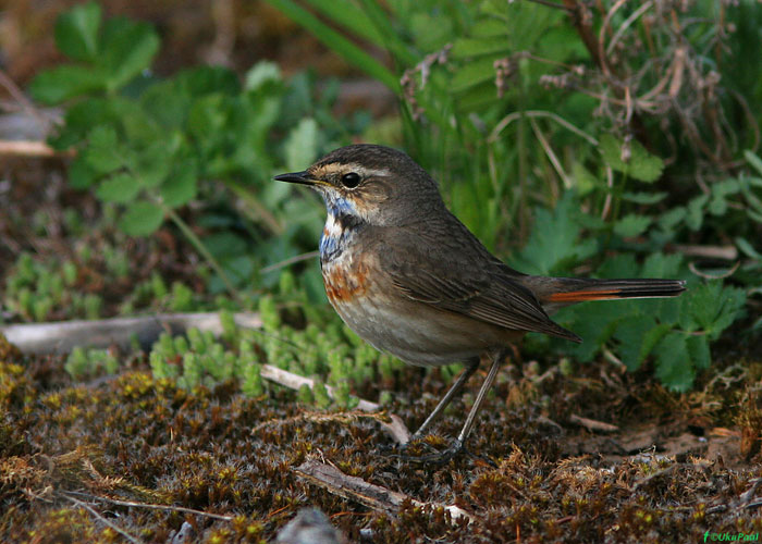 Sinirind (Luscinia svecica)
Spithami, Läänemaa, 17.5.2009

UP
Keywords: bluethroat