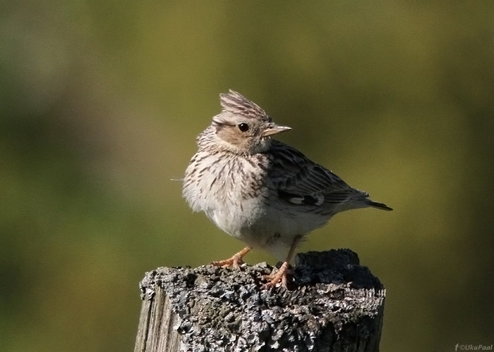 Nõmmelõoke (Lullula arborea)
Saaremaa, mai 2012

UP
Keywords: wood lark