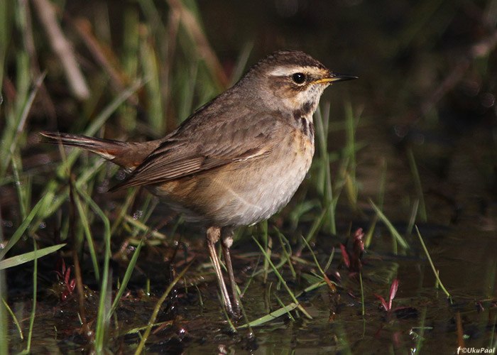 Sinirind (Luscinia svecica)
Ristna, Hiiumaa, 13.5.2012

UP
Keywords: bluethroat