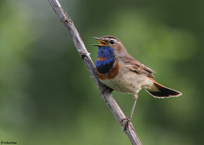 Luha-sinirind (Luscinia svecica cyanecula)
Tartumaa, juuni 2012.

Esmapilgul võib isaste sinirindade määramine kevadel lihtne tunduda. Antud isend tõestab siiski vastupidist. Tegemist on Eestis esimest korda dokumenteeritud nn. "oranztäpp-sinirinnaga". Kuigi linnul on rinnatäpp punane, on sulgede tüvikutes laulval linnul näha ka valget (tundra-sinirinnal peaks olema hallikat). Sõltuvalt linnu asendist võib vahel ka täpp täiesti siniste sulgede peidus olla ja siis tundub lind täiesti sinirindsena. Miks osadel luha-sinirindadel valge täpi asemel punane tekib, on seni teadmata. Sinirind sulgib rinnasulestiku kaks korda aastas ja sügiseti on punatäpilised luha-sinirinnad tavalised (mistõttu sügiseti on sinirindade alamliigi määramine võimatu). Üks hüpotees on, et lindudel jääb kevadise sulgimise ajal rinnaala sulgimata ja seetõttu punakad suled rinnatäpist ei vahetu.

UP
Keywords: bluethroat