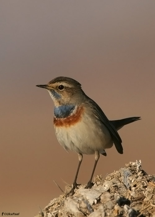 Sinirind (Luscinia svecica)
Egiptus, jaanuar 2010
Keywords: bluethroat