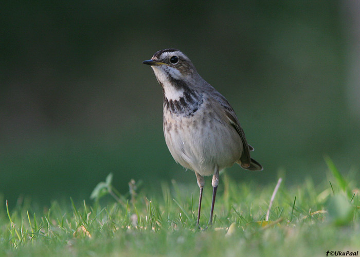 Sinirind (Luscinia svecica)
Kibbutz Lotan

UP
Keywords: bluethroat