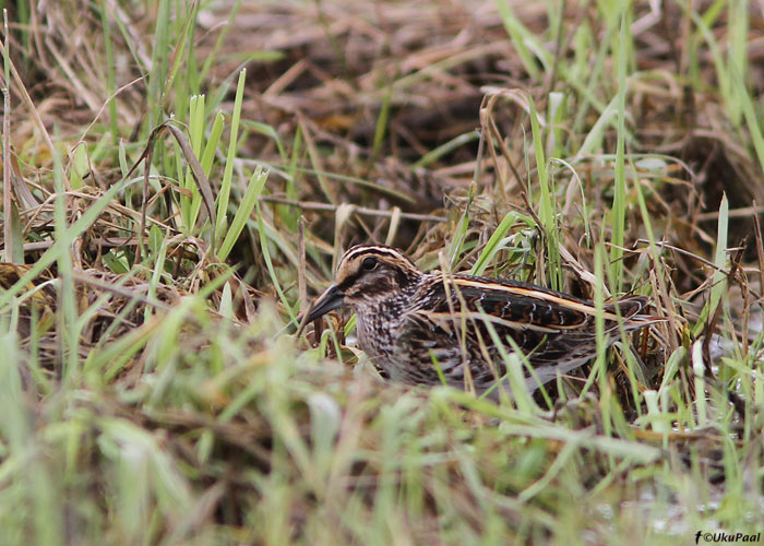 Mudanepp (Lymnocryptes minimus)
Tartumaa, aprill 2010

UP
Keywords: jack snipe