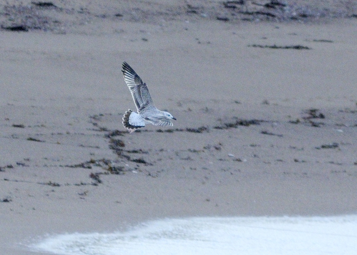 Koldjalg-hõbekajakas (Larus cachinnans)
Ristna, Hiiumaa, 8.10.2011

Jukka Könönen
Keywords: caspian gull