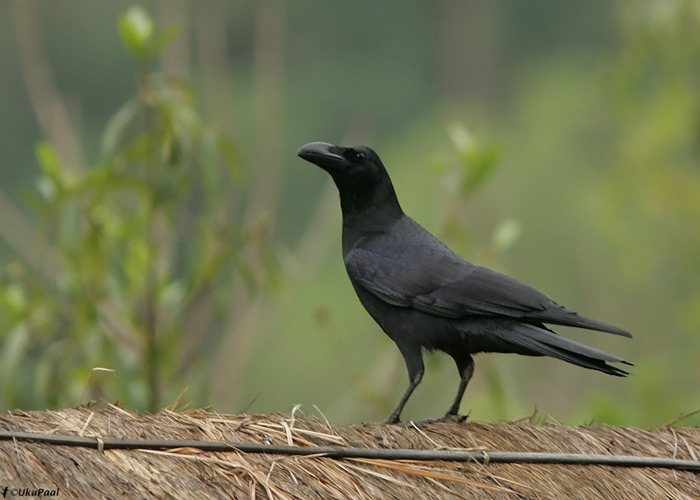 Džunglivares (Corvus macrorhynchos levaillantii) 
Kaziranga NP, aprill 2010

UP
Keywords: large billed crow