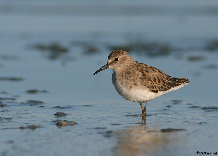 Pisirüdi (Calidris minutilla)
Salton Sea on rüdide ja teiste kohalike kurvitsate õppimiseks ideaalne paik. Salton Sea, California

UP
Keywords: Least Sandpiper