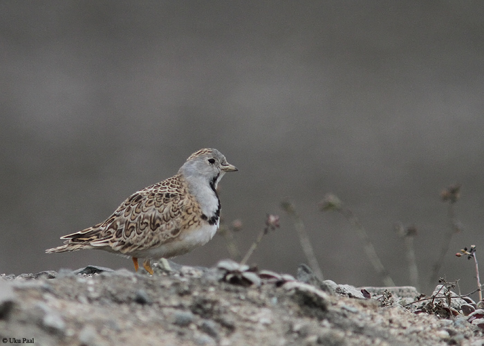 Kääbuskurp (Thinocorus rumicivorus)
Peruu, sügis 2014

UP
Keywords: Least seedsnipe