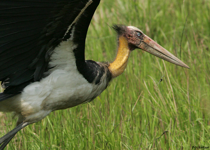 Väikemarabu (Leptoptilos javanicus) 
Kaziranga NP, aprill 2010

UP
Keywords: lesser adjudant