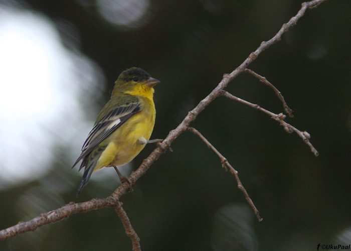 Väikesiisike (Carduelis psaltria)
California

Riho Marja
Keywords: lesser goldfinch