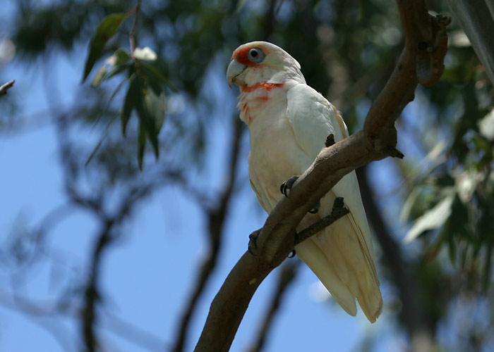 (Cacatua tenuirostris)
Nhill, Detsember 2007

Margus Ots
Keywords: long-billed corella