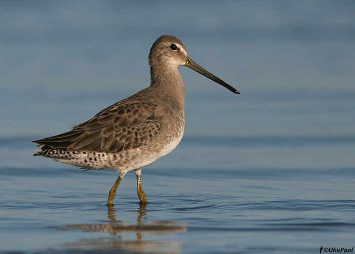 Tundra-neppvigle (Limnodromus scolopaceus)
Salton Sea, California

UP
Keywords: long-billed dowitcher