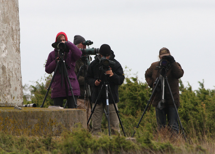 Birdwatcherid
Loode, Saaremaa 06.10.2013

Mariliis Märtson
Keywords: birders