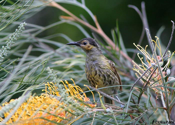 (Xanthotis macleayana)
Julatten, Detsember 2007
Keywords: macleays honeyeater