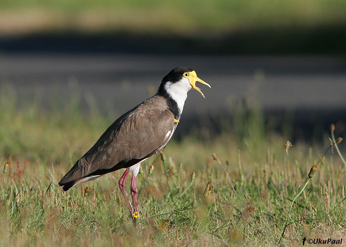 Lokutkiivitaja (Vanellus miles)
Snug, Tasmaania, Detsember 2007. Ülimalt tavaline liik. Näeb sagedasti linnaparkides ja avamaastikul.
Keywords: masked lapwing