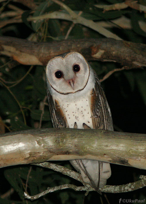 Tyto javanica
Julatten, Detsember 2007. Öötunnid investeeriti selliste lindude otsimisele... vahel harva ka magati.
Keywords: barn owl