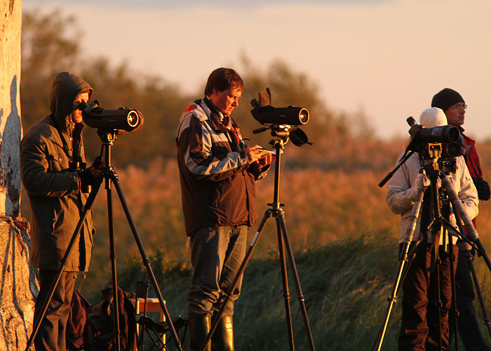 Mehikoorma rändeloendajad
Mihkel, Margus, Mariliis ja Hannes 

Mehikoorma, september 2011

UP
Keywords: birders