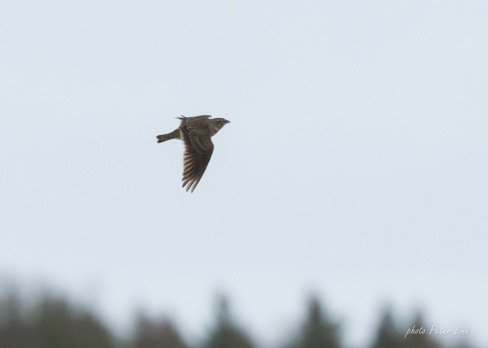 Stepilõoke (Melanocorypha calandra) 
Riguldi, Läänemaa, 1.12.2019. Eesti 3. vaatlus. 3rd record for Estonia.

Peter Lind
Keywords: calandra lark