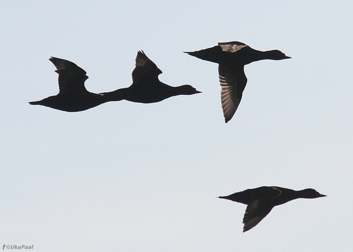 Mustvaeras (Melanitta nigra)
Ristna, Hiiumaa, mai 2013

UP
Keywords: common scoter