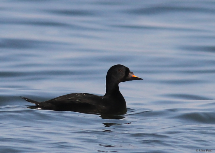 Mustvaeras (Melanitta nigra)
Saaremaa, aprill 2014

UP
Keywords: common scoter