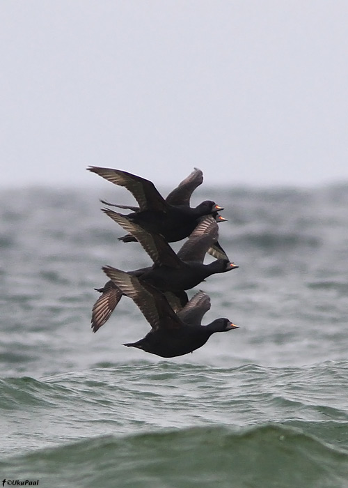 Mustvaeras (Melanitta nigra)
Hiiumaa, mai 2011

UP
Keywords: common scoter