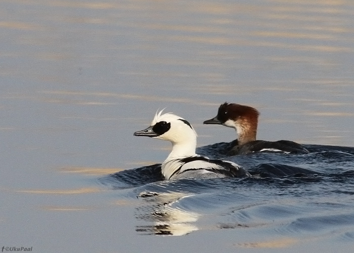 Väikekoskel (Mergellus albellus)
Pärnumaa, 19.5.2013

UP
Keywords: smew