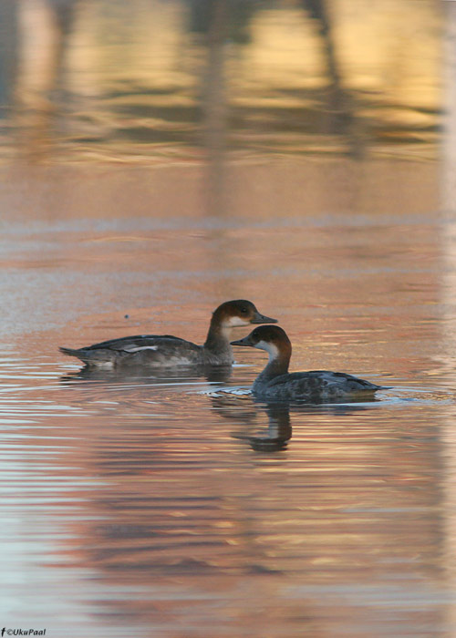 Väikekoskel (Mergus albellus)
2.11.2009, Ilmatsalu, Tartumaa

UP
Keywords: smew