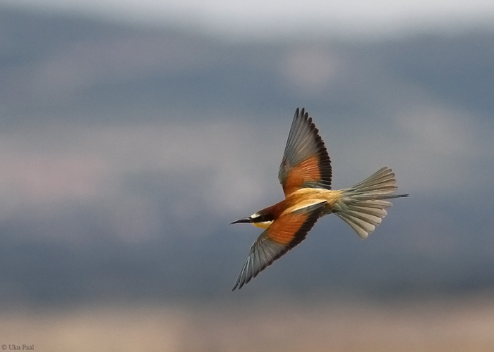 Mesilasenäpp (Merops apiaster)
Hispaania 2014

UP
Keywords: bee-eater