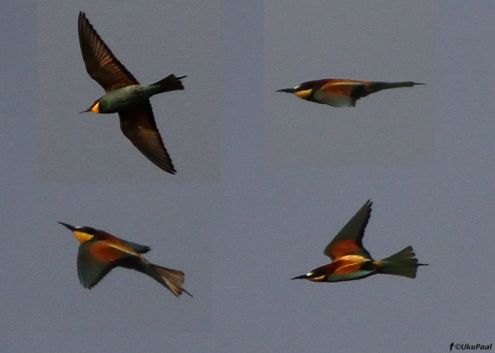 Mesilasenäpp (Merops apiaster)
Ristna, Hiiumaa, 14.5.2010

UP
Keywords: bee-eater