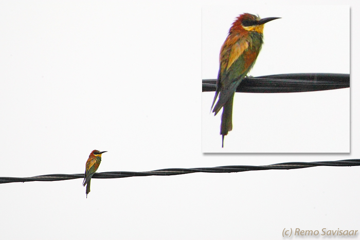 Mesilasenäpp (Merops apiaster)
Kiideva, Läänemaa, 13.5.2011

Remo Savisaar
Keywords: bee-eater