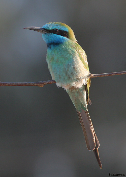 Väike-mesilasenäpp (Merops orientalis)
Kibbutz Lotan

UP
Keywords: bee-eater