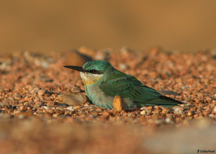 Rohe-mesilasenäpp (Merops persicus)
Egiptus, jaanuar 2010
Keywords: blue-cheeked bee-eater