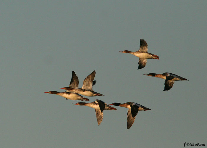 Rohukoskel (Mergus serrator)
Loode, Saaremaa, 29.5.2008

UP
Keywords: red-breasted merganser