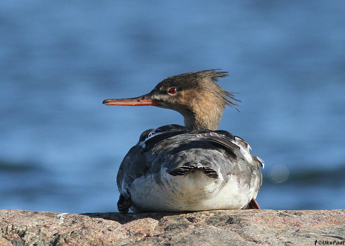 Rohukoskel (Mergus serrator)
Põõsaspea neem, Läänemaa, august 2013

UP
Keywords: red-breasted merganser