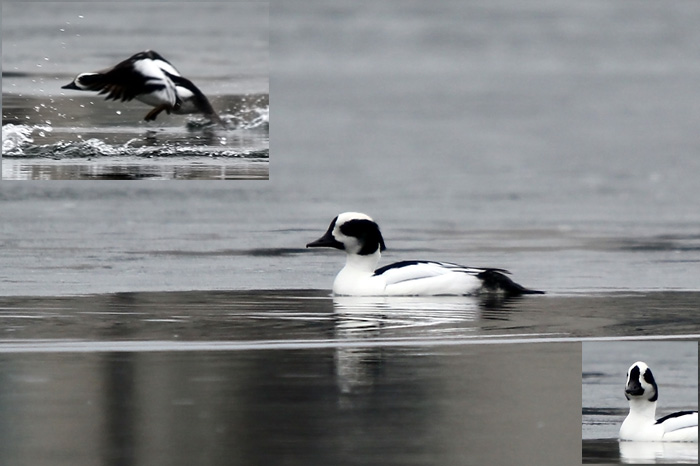 Väikekoskla ja sõtka hübriid (Mergellus albellus x Bucephala clangula)
13.4.2012, Haapsalu

Kauro Kuik
Keywords: hybrid smew goldeneye